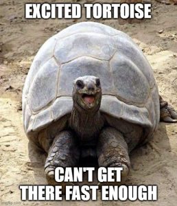 Excited tortoise can't get there fast enough